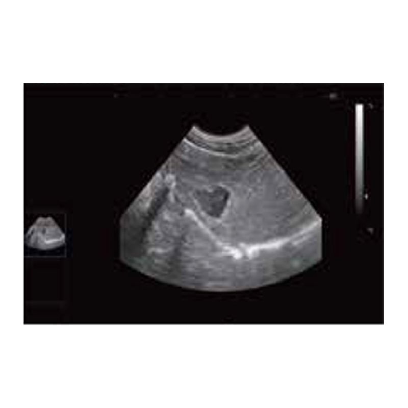 Pet Hospital Animal Medical Instruments Veterinary black and white ultrasound diagnostic system VDL121A
