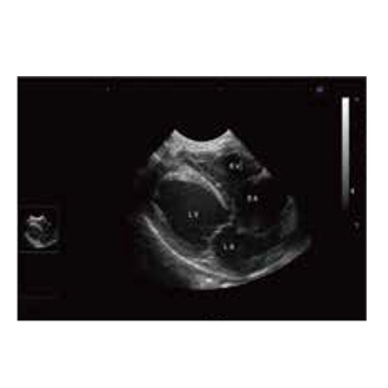 Animal Veterinary Medical Equipments black and white ultrasound diagnostic system VDL151A 