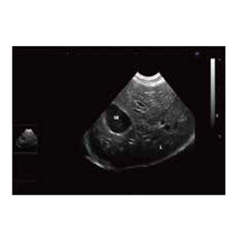 Animal Veterinary Medical Equipments black and white ultrasound diagnostic system VDL151A 