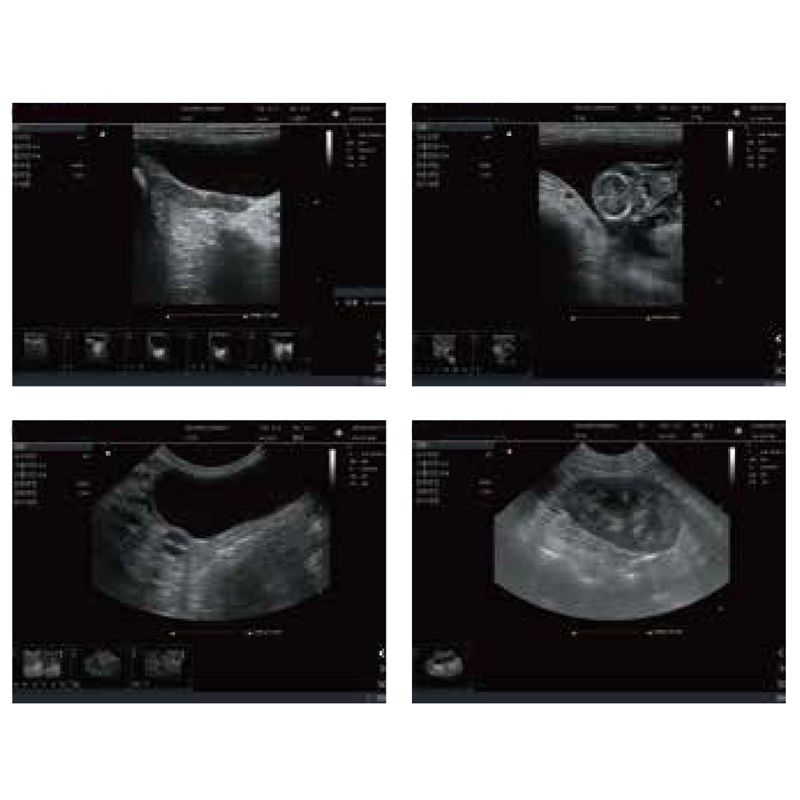 Multi-functional Animal Medical Pet Hospital Instruments color Doppler ultrasound diagnostic system VP151A