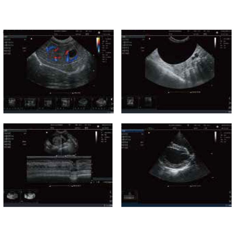 Multi-functional Animal Medical Pet Hospital Instruments color Doppler ultrasound diagnostic system VP151A